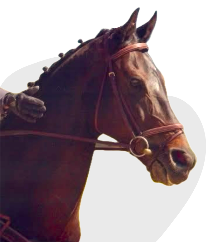 L'origine d'Ibis Stratégies et les valeurs de travail, attention à l'autre et résilience