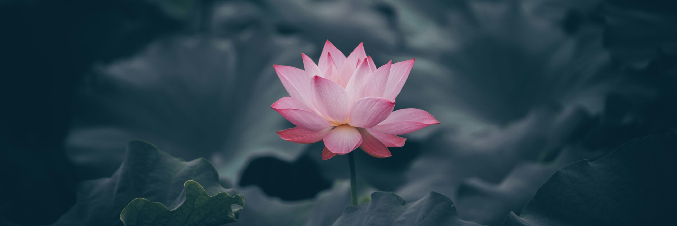 Ibis Stratégies vous aide à déployer le changement en toute sérénité et avec confiance